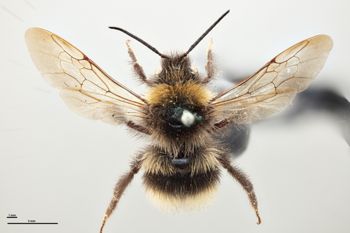 Media type: image;   Entomology 810779 Aspect: habitus dorsal view